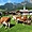 Alpbach - Vaches après la transhumance