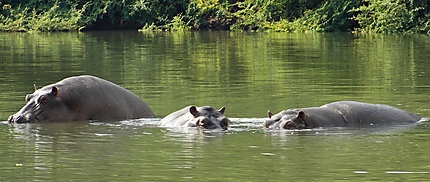 Hippopotames sur le fleuve Gambie