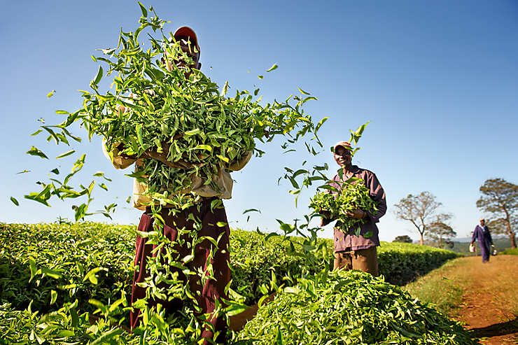Cueillette du thé, Kenya