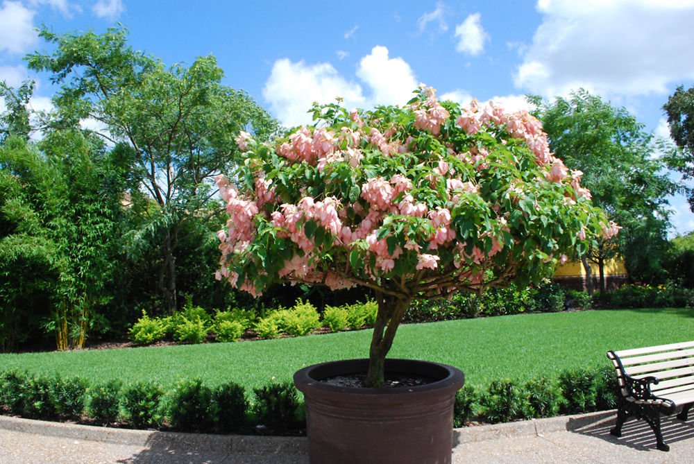 Arbre fleuri