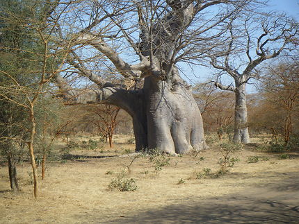 Baobab 