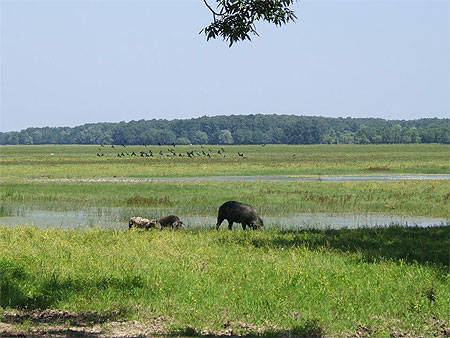 Paysage typique avec animaux en liberté Paysage typique avec animaux en liberté