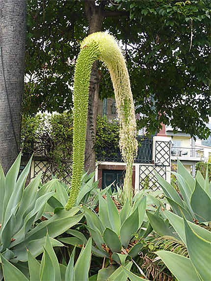 Plante : cou de cygne Superbe plante