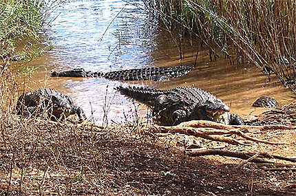 Les crocodiles du Lac Sacré