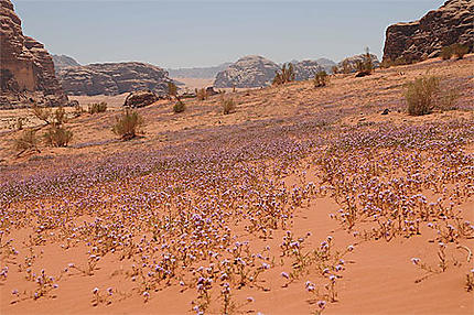 Tapis de fleur dans le désert