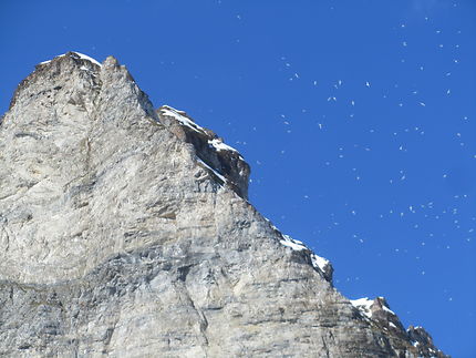 Vol d'oiseaux au Svalbard