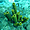 Eponge tubulaire jaune (Réserve Cousteau)