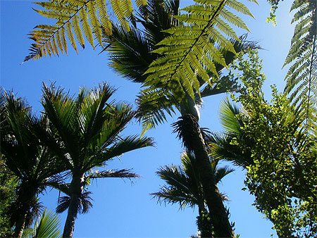 Palmiers Nikau Palmiers Nikau