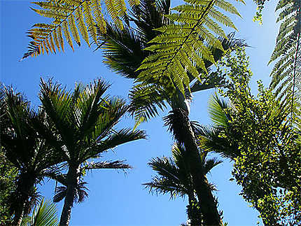 Palmiers Nikau