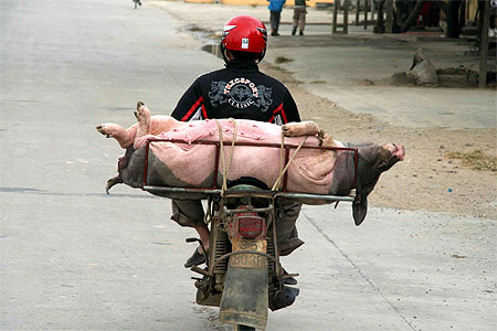 Transport insolite Transport insolite