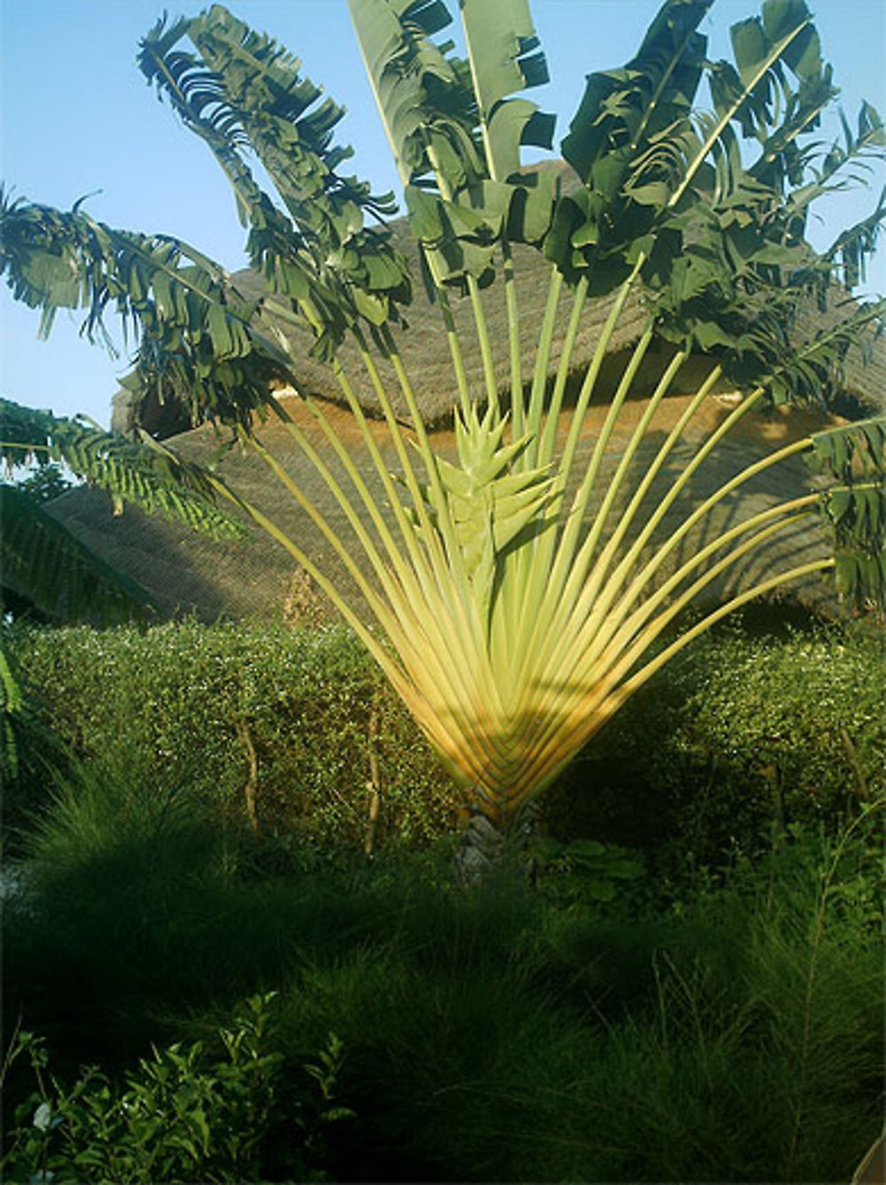 L'arbre des voyageurs