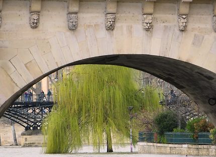 Le plus romantique des arbres de Paris