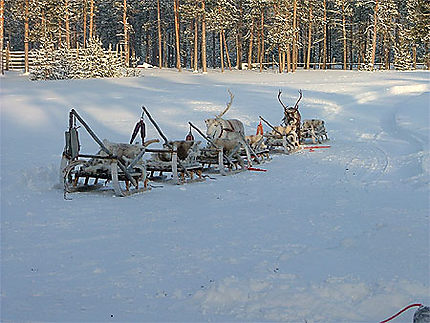 Traîneau à rennes en Laponie