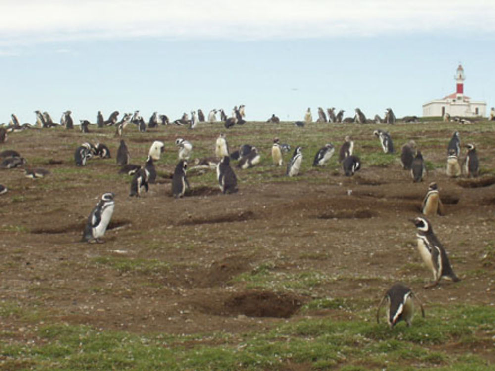 Ile des manchots dans le Détroit de Magellan