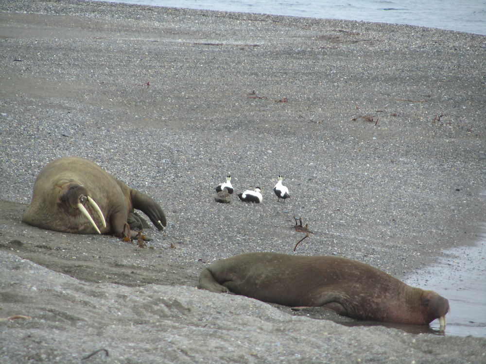 Morses dans la baie Magdaléna