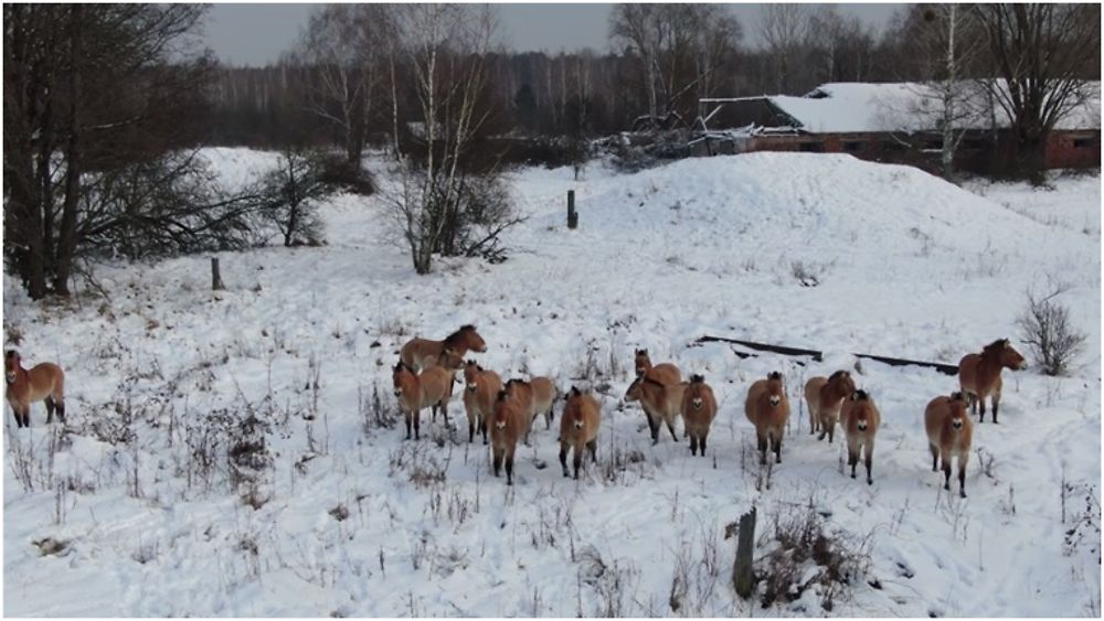 Chevaux de Przewalski