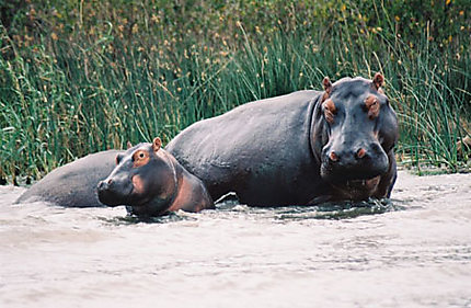 Hippo Mère et Fille