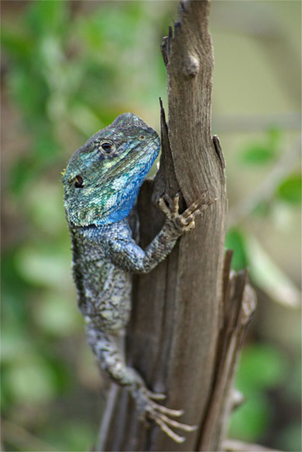 Lézard bleu-vert