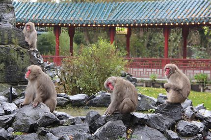 Macaques Japonais