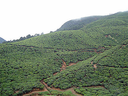 Plantations de thé à Nuwara Eliya