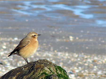 Oiseau sur la plage Oiseau sur la plage