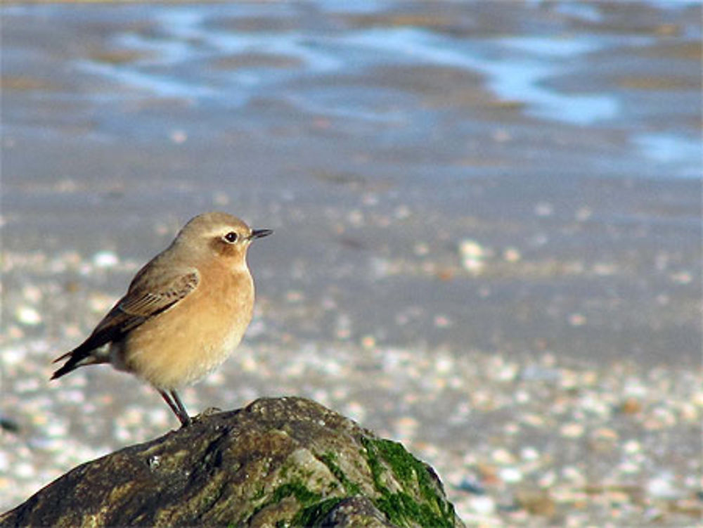 Oiseau sur la plage