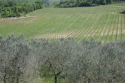 Les oliviers de Monteriggioni