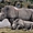 Maman et bébé rhino