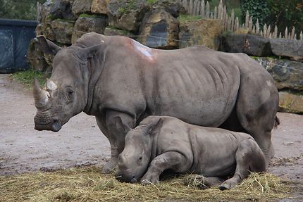 Maman et bébé rhino