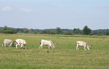 Vaches à grandes cornes Vaches à grandes cornes