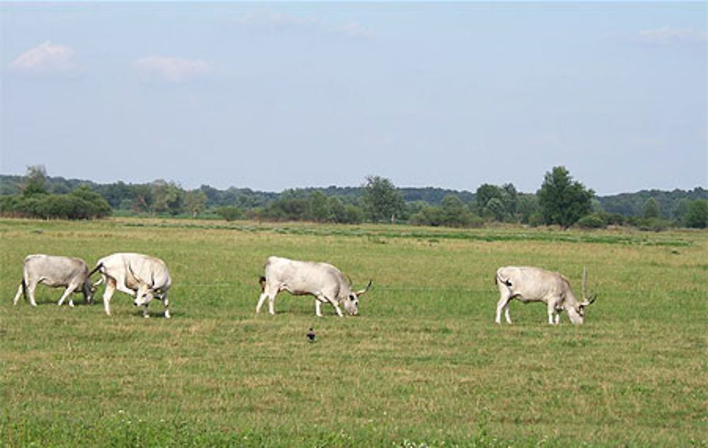 Vaches à grandes cornes 