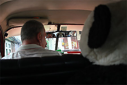 Un panda subo al carro