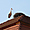 Une cigogne sur un toit brûlant