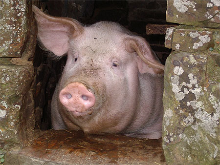 Cochon à sa fenêtre Cochon à sa fenêtre