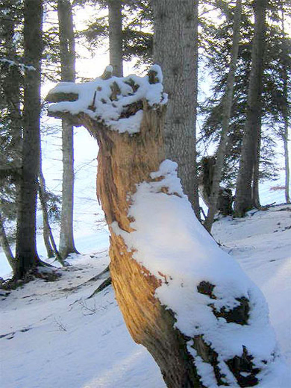 Un chameau dans la neige?