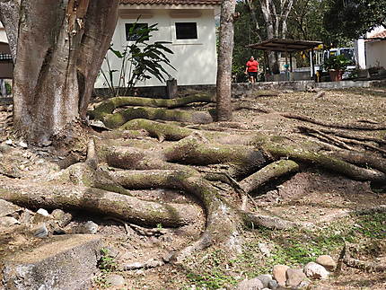Copan - végétation du site archéologique