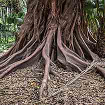 Alger Jardin D Essai All E Ficus Macrophylla Arbres Jardin D