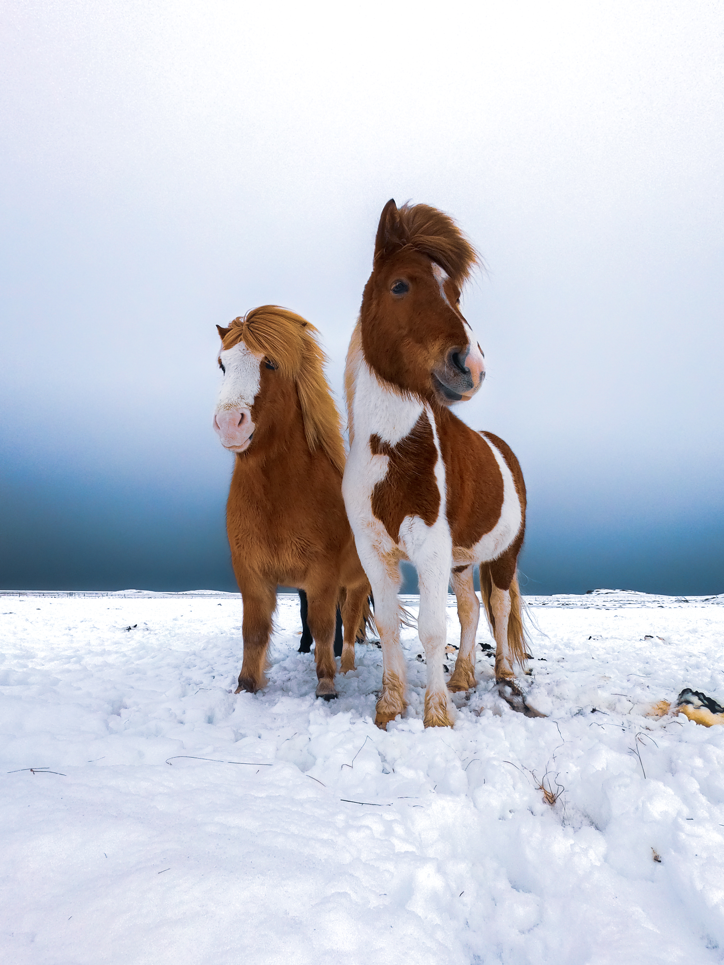 Les gardiens du Grand Nord à Höfn Les gardiens du Grand Nord à Höfn
