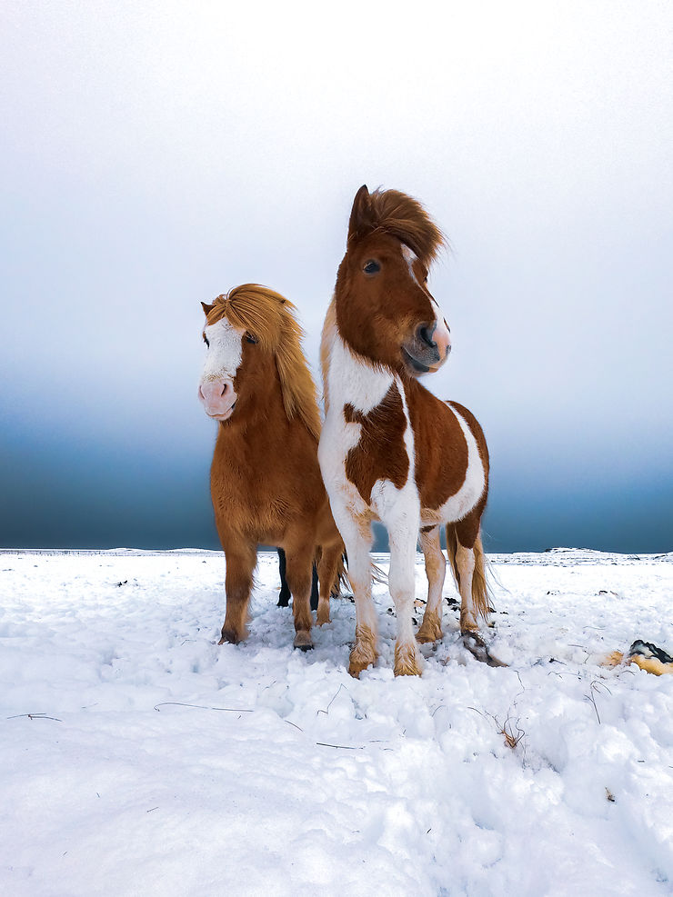 Les gardiens du Grand Nord à Höfn, Islande