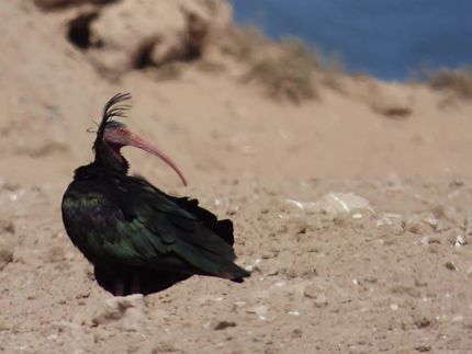 L'ibis chauve dans le Souss Massa
