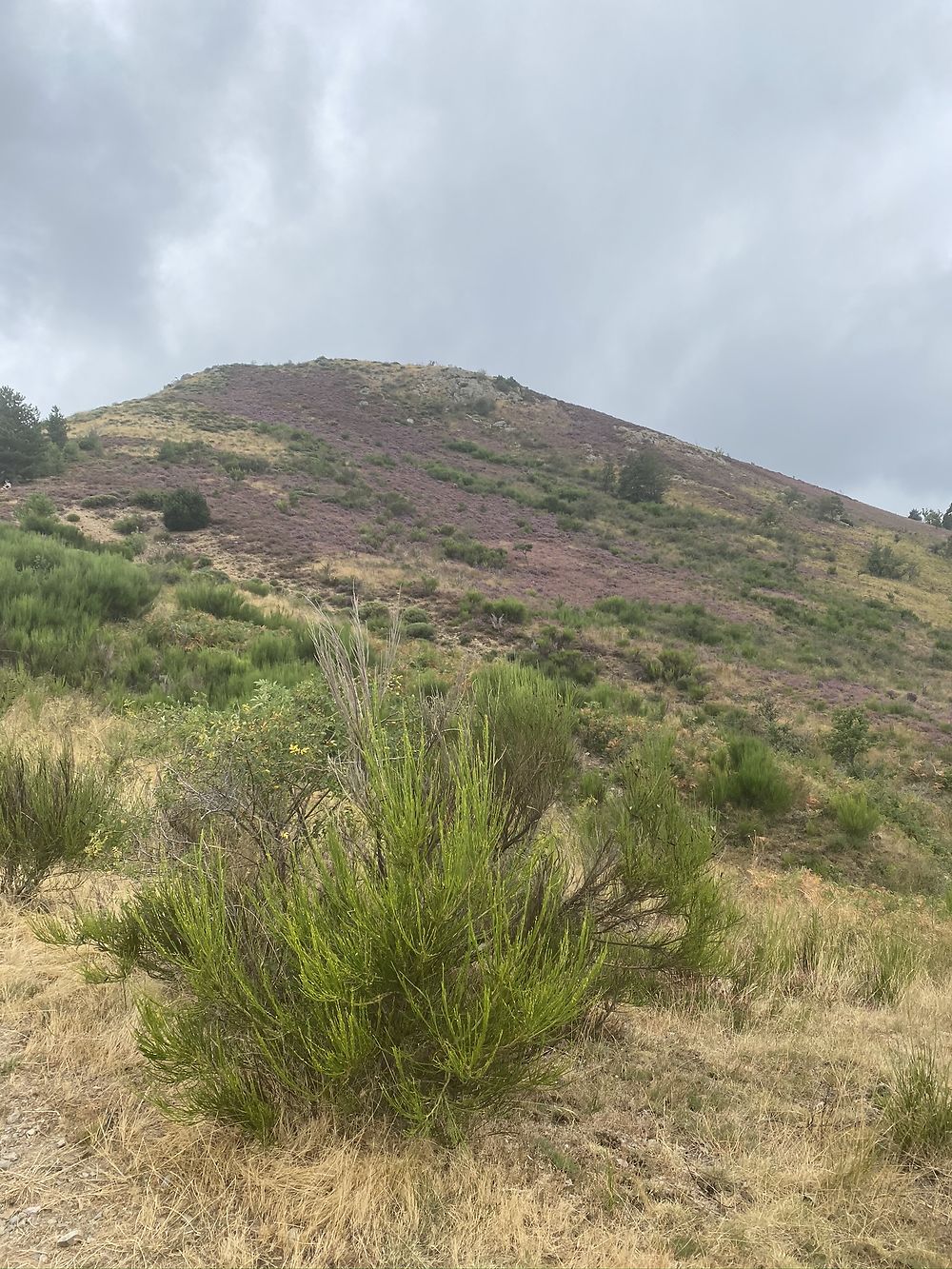 Vers le mont Aigoual 