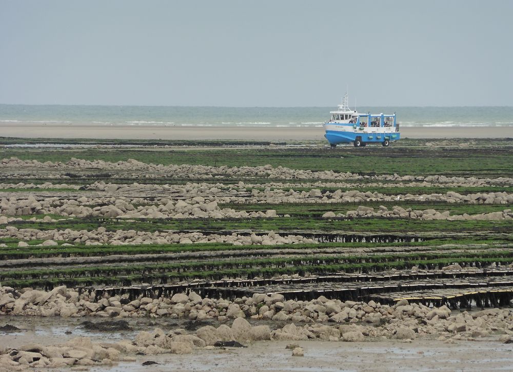 Bateau amphibie et parc à huîtres