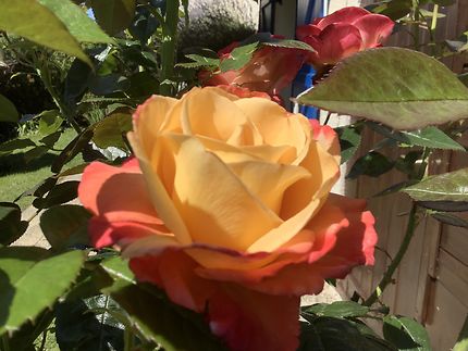 La rose de jardin