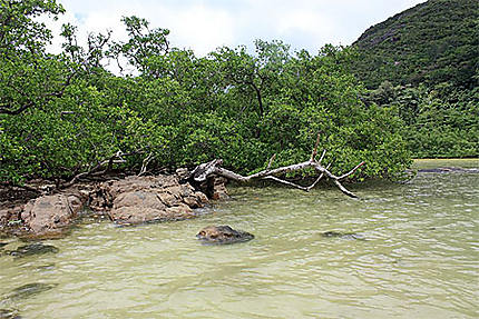 Mangrove Cap matoopa