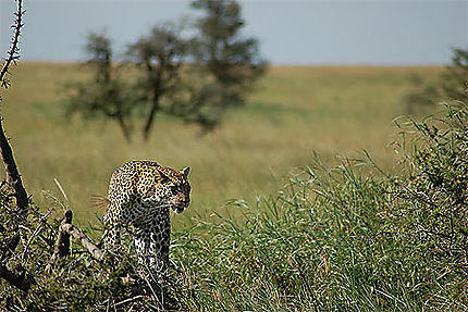 Léopard - près de Seronera, Serengeti