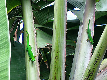 Geckos dans les bananiers