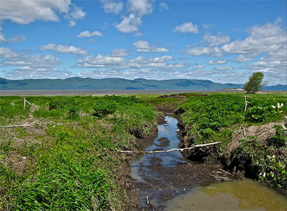 Quebec-Canada-ile aux grues au printemps