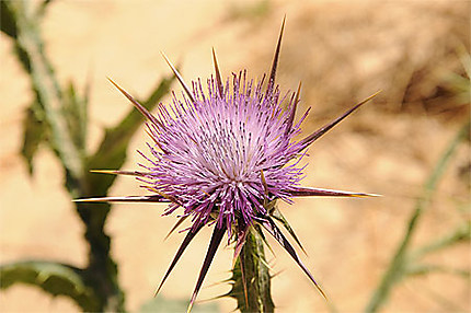 fleur de desert