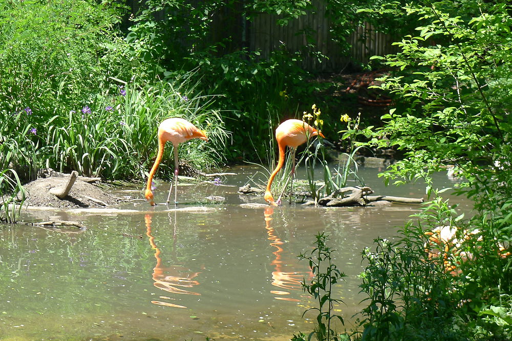 Flamants roses