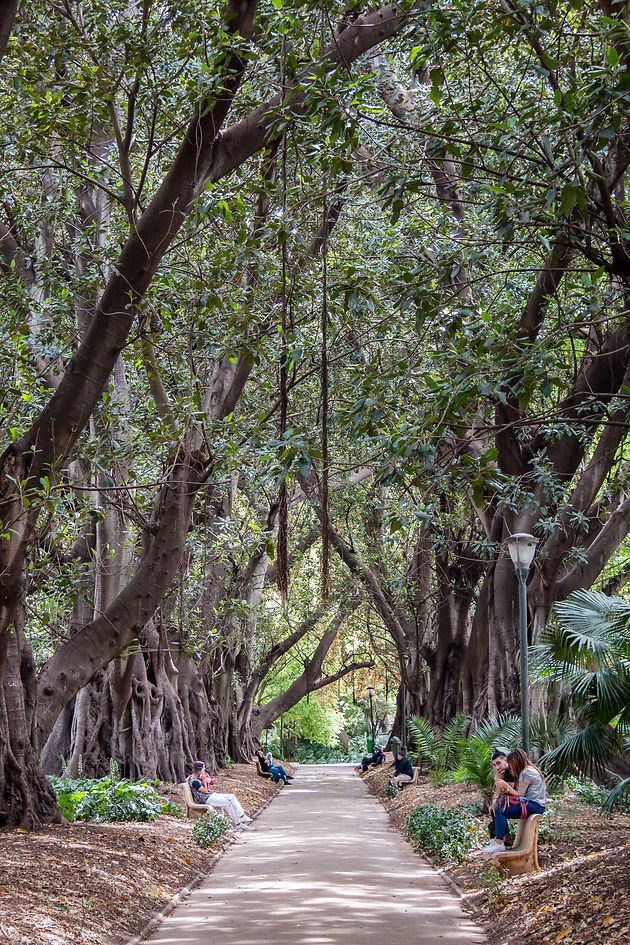 Alger Jardin D Essai All E Ficus Macrophylla Arbres Jardin D Essai Du Hamma Alger